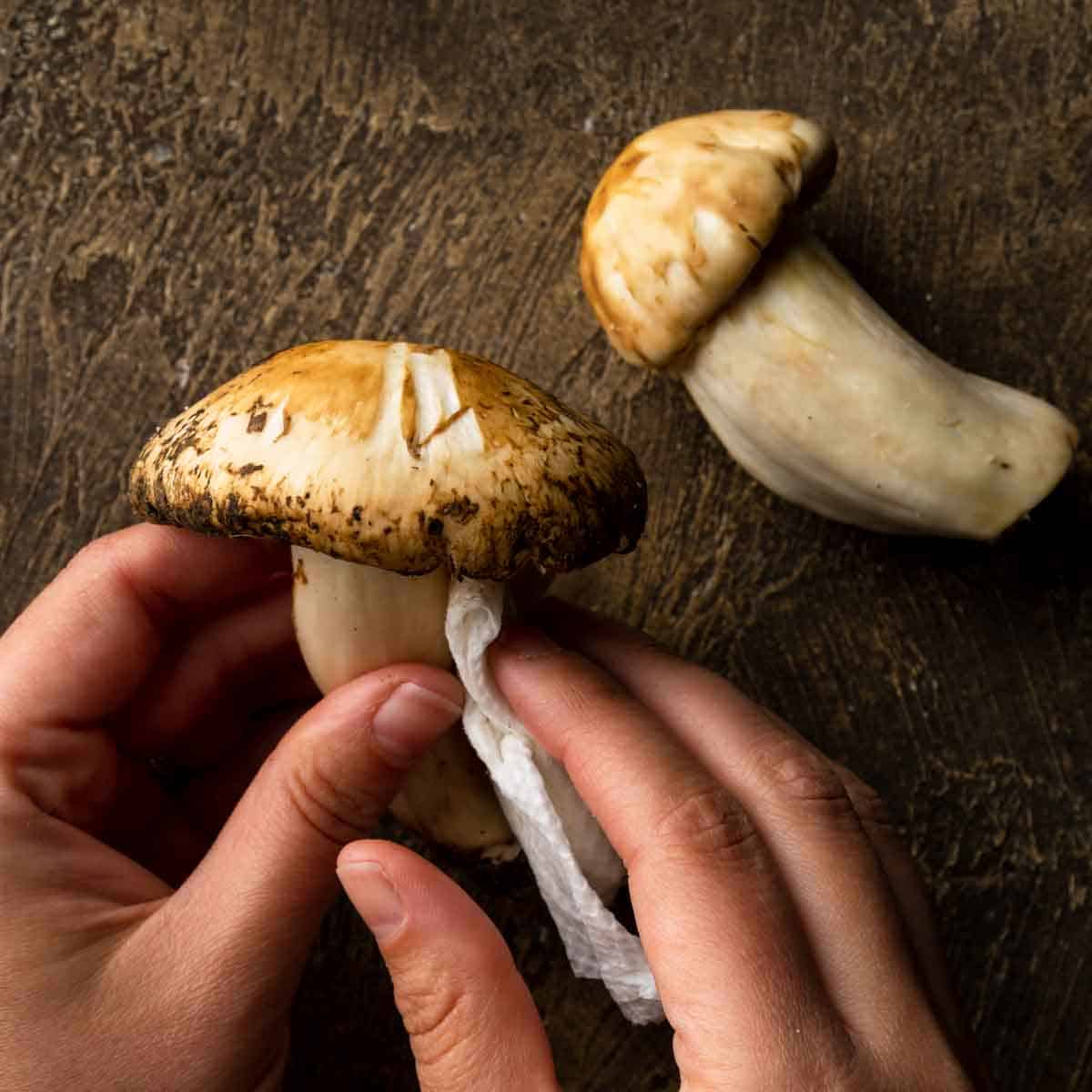 Cleaning a large matsutake mushroom with a damp paper towel