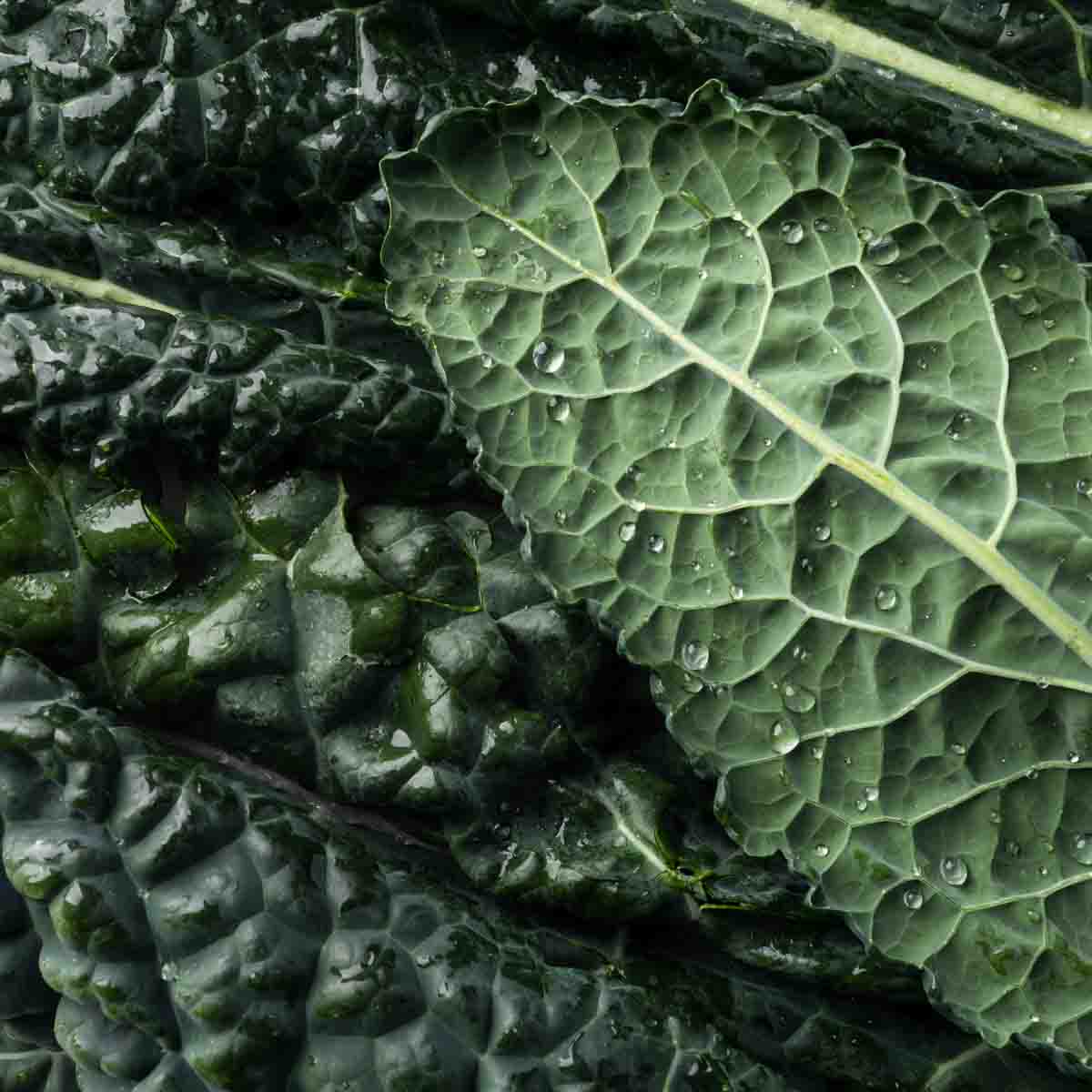 A close up image of the dark, dimpled Tuscan kale leaves.